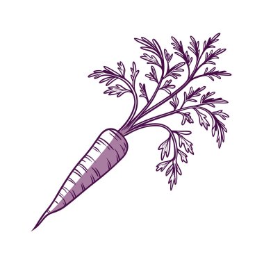 taze havuç izole vektör illüstrasyonu