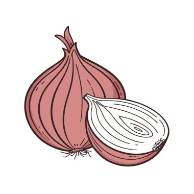 Soğan. Vektör. Eskiz. beyaz arkaplanda izole.