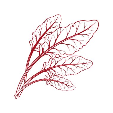 El çizimi marul yaprağı..