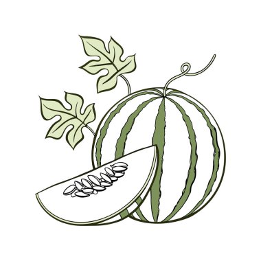 Yeşil yapraklı ve dallı balkabağı resmi. beyaz üzerine izole.