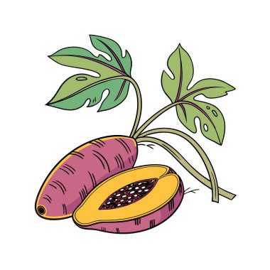 Dairesel vektör çiziminde yaprakları olan taze mango meyvesi.