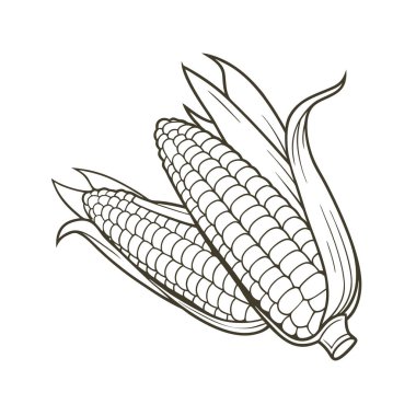 Beyaz arka planda izole mısır ve sebze