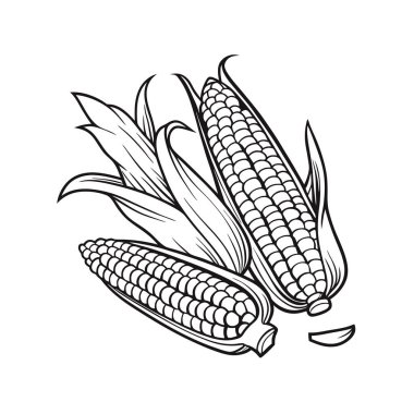 Tohumlu mısır koçanı. tasarım için siyah ve beyaz vektör çizimi