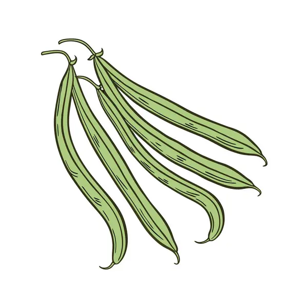 Yeşil bezelyeler. Beyaz arka planda izole edilmiş. vektör
