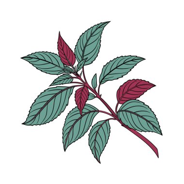 Yaprak ve yaprak ikon vektör illüstrasyon tasarımlı dal