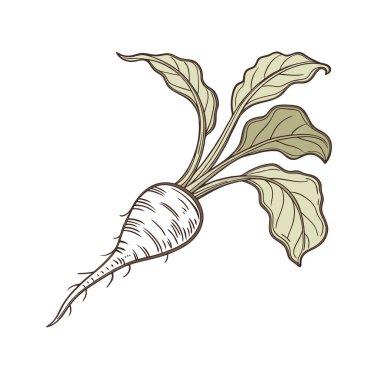 El çizimi taze havuç. organik gıda çizimi.