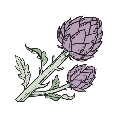 Yapraklı renk çizgisi tomurcuğu