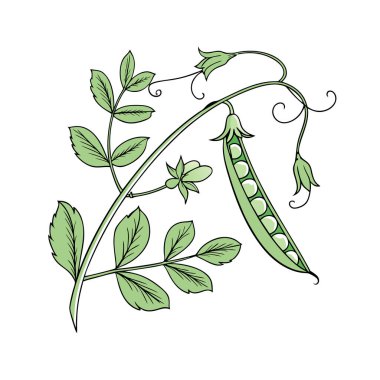 Bezelye vektör çizim