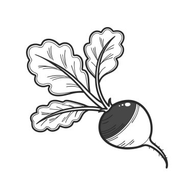 İzole edilmiş yiyecek ve organik sembol. yiyecek ve siyah stok vektör illüstrasyonu koleksiyonu.