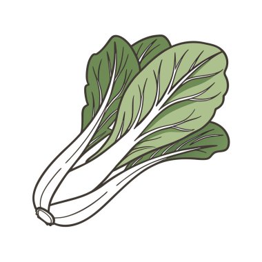 Taze yeşil ıspanak yaprağı, vektör çizimi