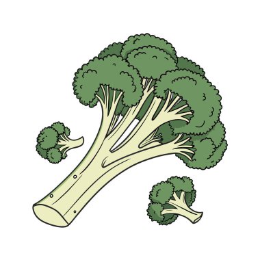 brokoli sebzesi organik sağlıklı ve doğal besin vektörü çizimi