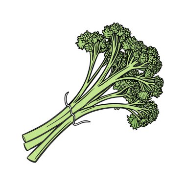 Beyaz arkaplanda izole edilmiş yeşil lahana vektörü