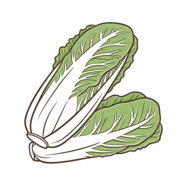 Yeşil yaprak taze sebze izole edilmiş ikon vektör çizimi