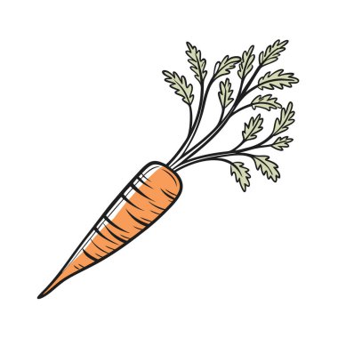 taze havuç sebze izole edilmiş ikon