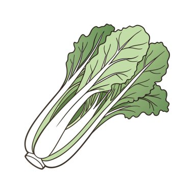 Beyaz arka plan vektör illüstrasyonunda taze lahana sebzesi