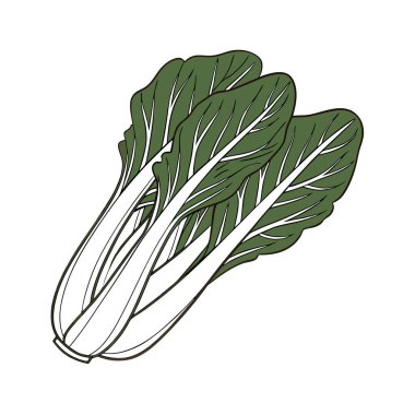 Maydanozun yeşil yaprağının vektör çizimi