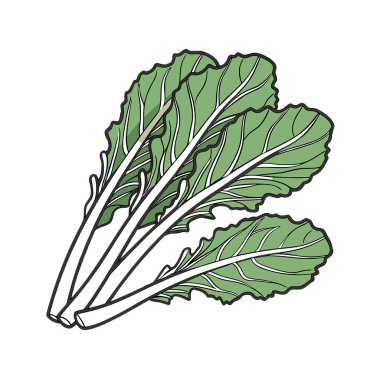 yeşil lahana yaprağı