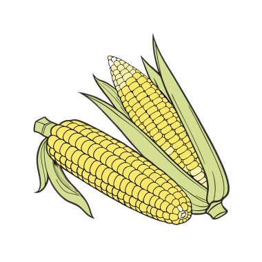 mısır ve cob vektör çizimi tasarımı