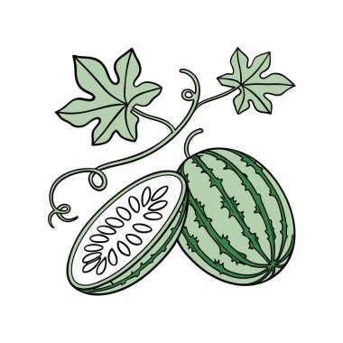 Beyaz arkaplanda izole edilmiş kivi meyvesinin el çizimi vektör çizimi.