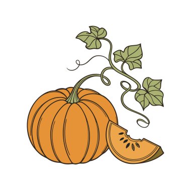 balkabağı sonbahar sezonu ve vektör illüstrasyon tasarımı