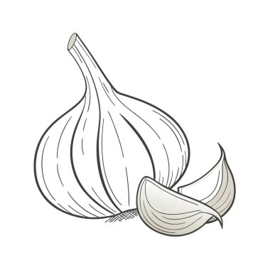 sarımsak vektör çizim
