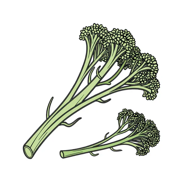 yeşil brokoli sebze vektör illüstrasyon grafik tasarımı