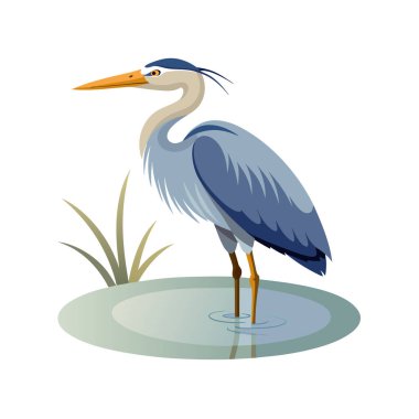 mavi balıkçıl, illüstrasyon, beyaz arkaplan üzerindeki vektör