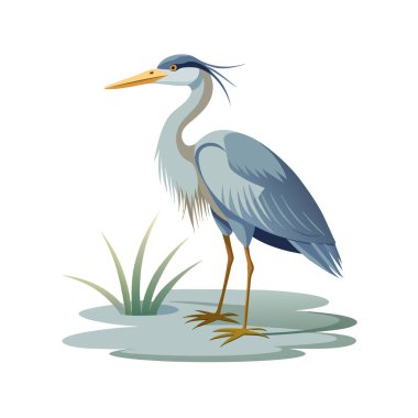 Mavi balıkçıl, illüstrasyon, beyaz sırtüstü vektör