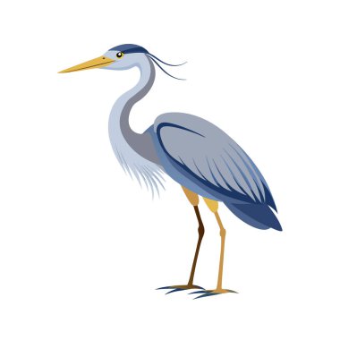 Mavi balıkçıl kuşunun vektör çizimi