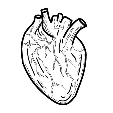 Elle çizilmiş insan kalbi vektör çizimi. Anatomik kalp çizim vektörü grafiği. İnsan iç organı. İzole edilmiş siyah-beyaz vektör kalbi