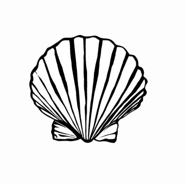 İzole edilmiş arka planda el yapımı deniz tarağı kabuğu çizimi. Ayrıntılı deniz kabuğu ana hatları vektörü.