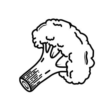 El çizimi brokoli vektör çizimi. Çizim stili brokoli floret grafiği