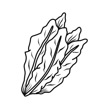 El yapımı marul vektör çizimi bırakır. Sketch Style Salata Grafiği. Kaba Çizim Marul Serisi
