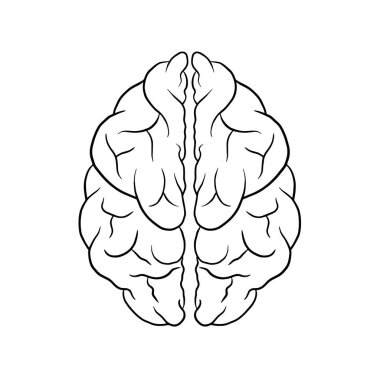 İnsan Beyni Vektörü İllüstrasyonu, Anatomik Taslak, Zeka Sembolü, Beyin Yapısı Vektörü, Nörolojik İllüstrasyon