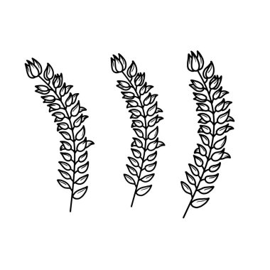 El çizimi buğday sapı vektör çizimi. Şarjör sanatı için siyah beyaz karalama resmi. Organik buğday kulakları elle çizilmiş Simge