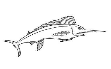 Elle çizilmiş kılıçbalığı vektör çizimi. Sketch style kılıçbalığı grafiksel siyah beyaz