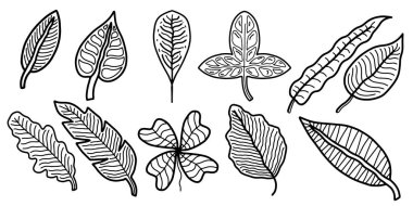 El çizimi karalama stili botanik yaprak vektör koleksiyonu. Çeşitli el çizimi yaprak vektörleri doğa esinlenilmiş yaprak vektör elemanları