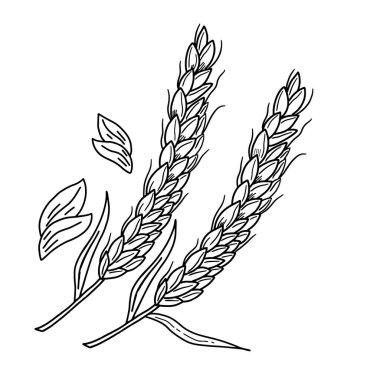 El yapımı tahıllar, bitkiler, çavdar arpası ve buğday başakları. Pastane gıda konsepti taslak vektör çizimi