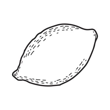 Elle çizilmiş limon kabuğu. Tek turunçgil meyve vektör illüstrasyonu