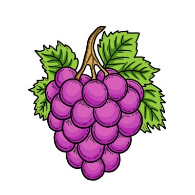 Elle çizilmiş sulu mor üzümler ve vektör çizimi