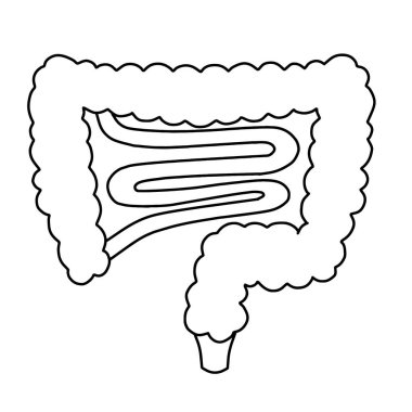 İnsan bağırsakları, sağlık ve tıbbi tasarım için mükemmel bir tasarım olan vektör çizelgesi çizer.