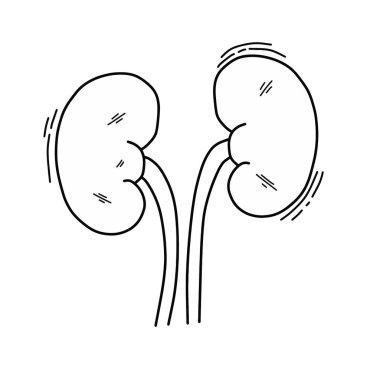 El yapımı böbrek taşıyıcı illüstrasyonu. Beyaz arkaplanda izole edilmiş insan anatomisi çizimi