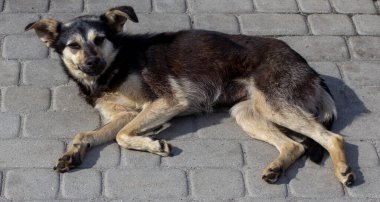 dog lies on pavement. stray orphan dog. Homeless animal