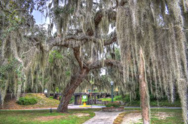 Dora Dağı Florida Parkı, İspanyol Yosunları Canlı Meşe Ağacında Asılı.