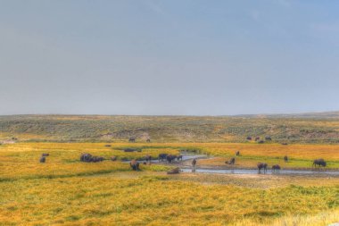 Amerikan Bizonu Yellowstone Ulusal Parkı 'nda sonbaharda otlanıyor. Bufalo otlakta.
