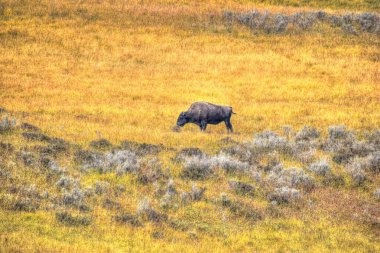 Amerikan Bizonu Yellowstone Ulusal Parkı 'nda sonbaharda otlanıyor. Bufalo otlakta.