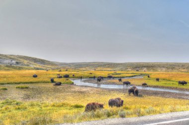Amerikan Bizonu Yellowstone Ulusal Parkı 'nda sonbaharda otlanıyor. Bufalo otlakta.
