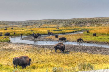 Amerikan Bizonu Yellowstone Ulusal Parkı 'nda sonbaharda otlanıyor. Bufalo otlakta.