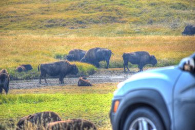 Amerikan Bizonu Yellowstone Ulusal Parkı 'nda sonbaharda otlanıyor. Bufalo otlakta.