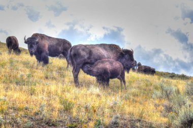 Amerikan Bizonu Yellowstone Ulusal Parkı 'nda sonbaharda otlanıyor. Bufalo otlakta.